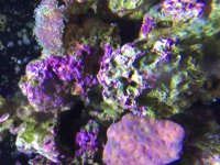 ImageUploadedByReefs2015-10-11 14:16:22 EDT.jpg