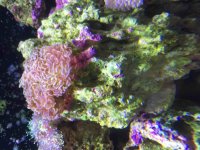 ImageUploadedByReefs2015-10-11 14:16:48 EDT.jpg