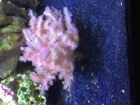 ImageUploadedByReefs2015-10-11 14:17:07 EDT.jpg