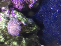 ImageUploadedByReefs2015-10-11 14:17:28 EDT.jpg