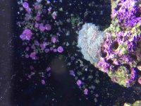 ImageUploadedByReefs2015-10-11 14:17:47 EDT.jpg