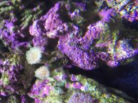 ImageUploadedByReefs2015-10-11 14:18:07 EDT.jpg