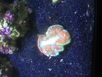 ImageUploadedByReefs2015-10-11 14:18:27 EDT.jpg