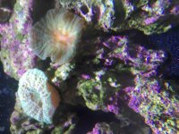 ImageUploadedByReefs2015-10-11 14:19:17 EDT.jpg