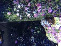ImageUploadedByReefs2015-10-11 14:19:36 EDT.jpg