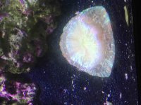 ImageUploadedByReefs2015-10-11 14:20:15 EDT.jpg