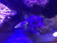 stars and stripes puffer.jpg