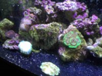 ImageUploadedByReefs2015-10-12 12:18:24 EDT.jpg
