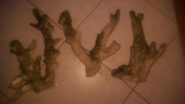 IMAG0437.jpg