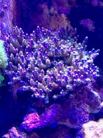 IMG_2650.jpg