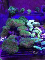 Green Toadstool Leather.jpg