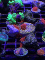 Red & Orange Mushrooms.jpg