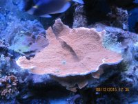 IMG_2359.jpg