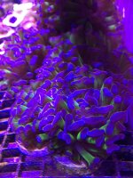 Purple Tip Hammer.jpg