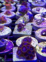 Red Hornet Zoa.jpg