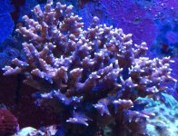 IMG_2120.jpg