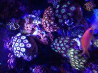 ImageUploadedByReefs2016-02-01 12:04:05 EST.jpg