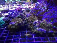 King Midas Zoa.jpg