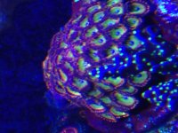 ImageUploadedByReefs2016-02-01 12:04:45 EST.jpg