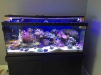 ImageUploadedByReefs2015-12-13 21:54:32 EST.jpg