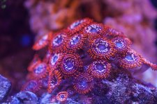 Utteer Chaos colony aug 15.jpg