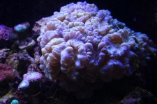 SAM_0568.jpg