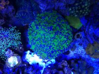 CORAL.jpg