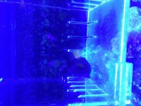 ImageUploadedByReefs2015-08-16 16:26:53 EDT.jpg