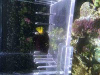 ImageUploadedByReefs2015-08-16 16:27:18 EDT.jpg