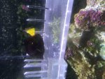 ImageUploadedByReefs2015-08-16 16:27:32 EDT.jpg
