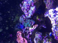 ImageUploadedByReefs2015-08-16 18:25:21 EDT.jpg