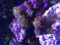 ImageUploadedByReefs2015-08-16 18:25:31 EDT.jpg