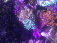 ImageUploadedByReefs2015-08-16 18:25:44 EDT.jpg