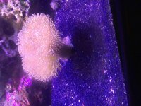 ImageUploadedByReefs2015-08-16 18:25:55 EDT.jpg
