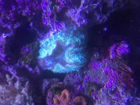 ImageUploadedByReefs2015-08-16 18:26:05 EDT.jpg