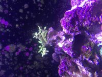 ImageUploadedByReefs2015-08-16 18:26:13 EDT.jpg