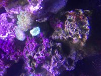 ImageUploadedByReefs2015-08-16 18:26:24 EDT.jpg