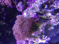 ImageUploadedByReefs2015-08-16 18:26:34 EDT.jpg