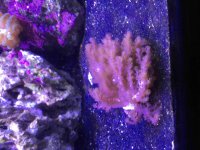 ImageUploadedByReefs2015-08-16 18:26:43 EDT.jpg