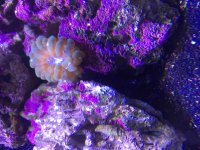 ImageUploadedByReefs2015-08-16 18:26:51 EDT.jpg