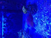 ImageUploadedByReefs2015-10-13 19:36:26 EDT.jpg