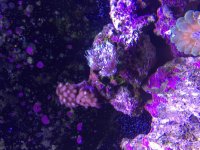 ImageUploadedByReefs2015-08-16 18:27:00 EDT.jpg