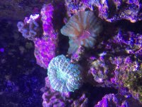 ImageUploadedByReefs2015-08-16 18:27:11 EDT.jpg