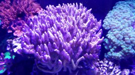 IMG_20160202_185754.jpg