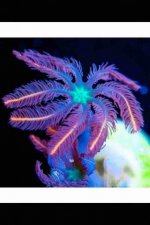 ImageUploadedByReefs2015-12-15 22:52:21 EST.jpg