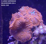 IMG_8386.jpg