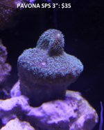 IMG_8387.jpg