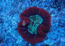 IMG_7019.jpg