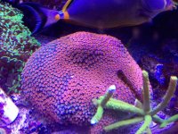 ImageUploadedByReefs2015-12-16 20:01:55 EST.jpg