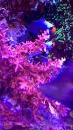 ImageUploadedByReefs2015-12-16 20:03:17 EST.jpg